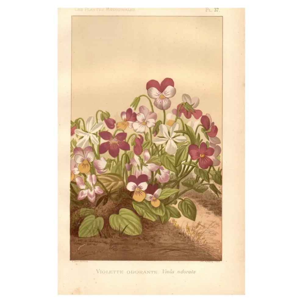 Gravure botanique de 1889 - Violette - Planche ancienne florale naturelle