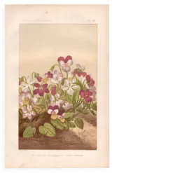 Gravure botanique de 1889 - Violette - Planche ancienne florale naturelle