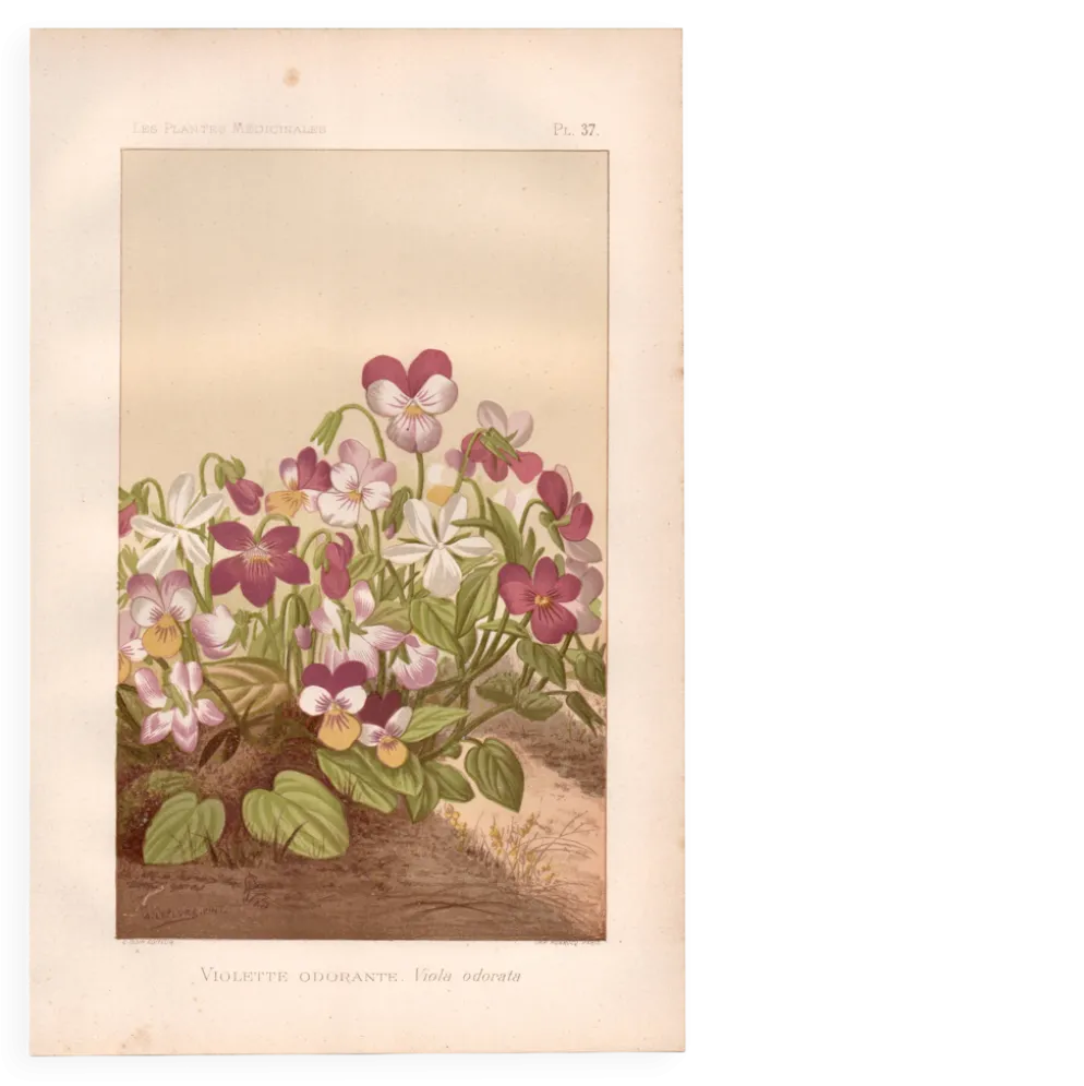 Gravure botanique de 1889 - Violette - Planche ancienne florale naturelle