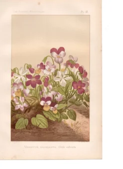 Gravure botanique de 1889 - Violette - Planche ancienne florale naturelle