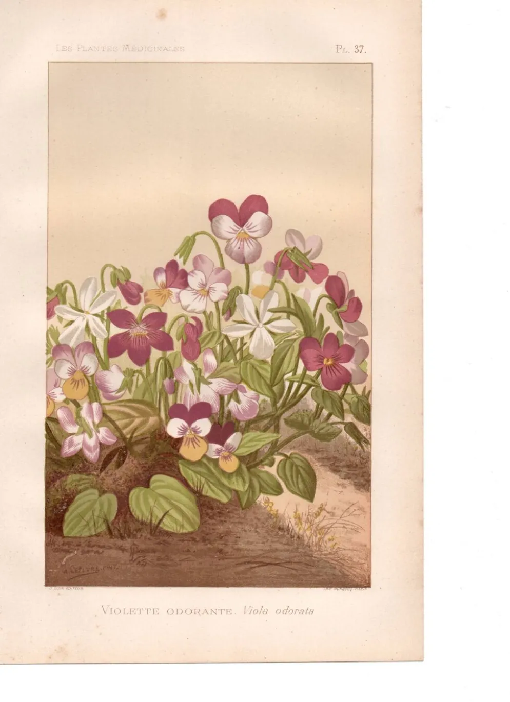 Gravure botanique de 1889 - Violette - Planche ancienne florale naturelle