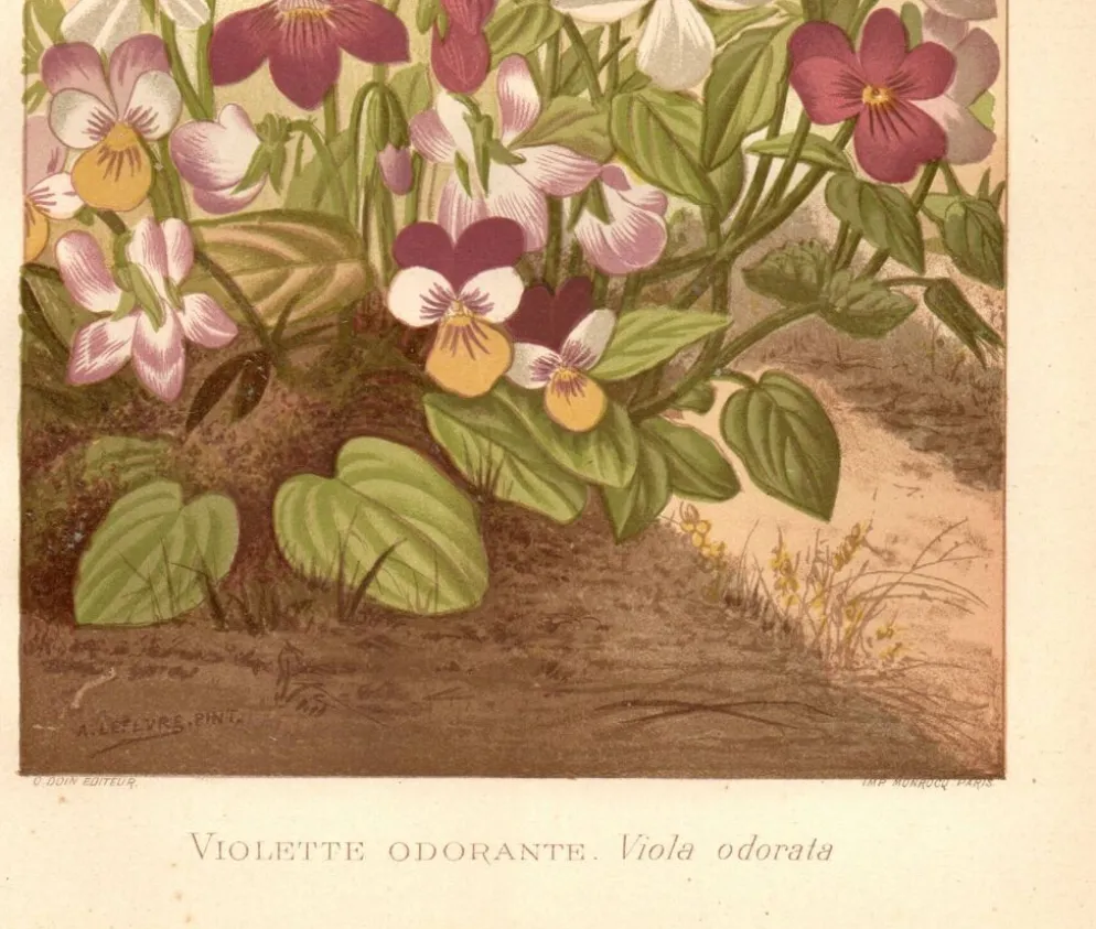 Gravure botanique de 1889 - Violette - Planche ancienne florale naturelle