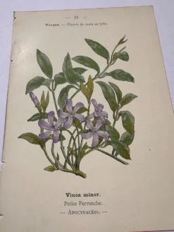 Gravure botanique 19eme siècle affiche naturaliste fleur Française vin