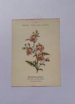 Gravure botanique 19eme siècle affiche naturaliste fleur Française vin