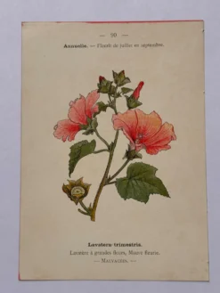 Gravure botanique 19eme siècle affiche naturaliste fleur Française vin