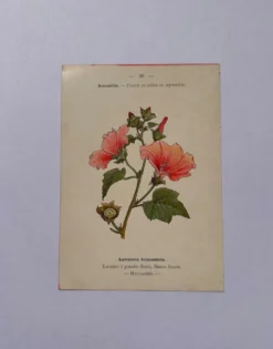 Gravure botanique 19eme siècle affiche naturaliste fleur Française vin