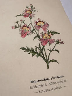 Gravure botanique 19eme siècle affiche naturaliste fleur Française vin
