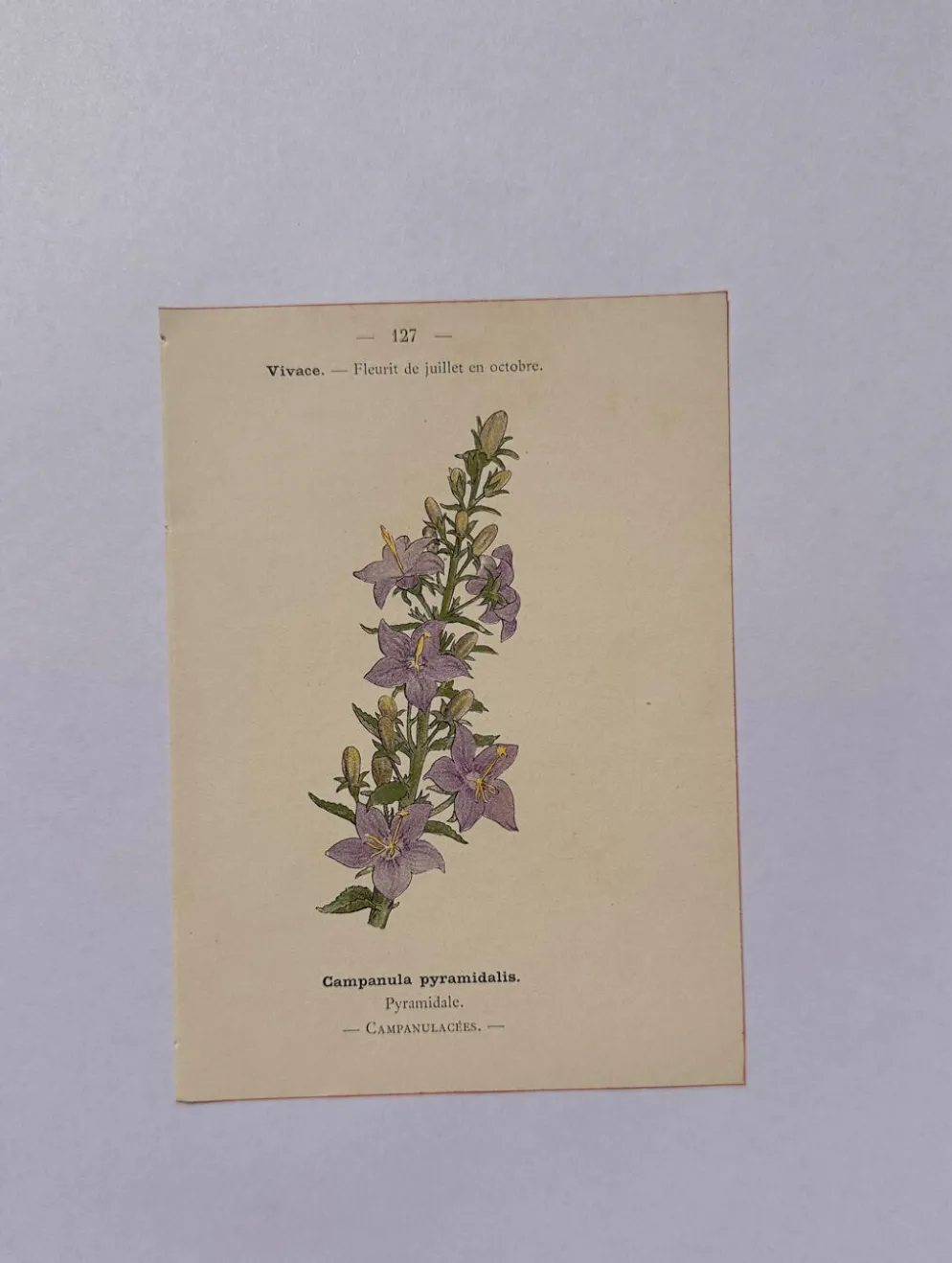 Gravure botanique 19eme siècle affiche naturaliste fleur Française vin