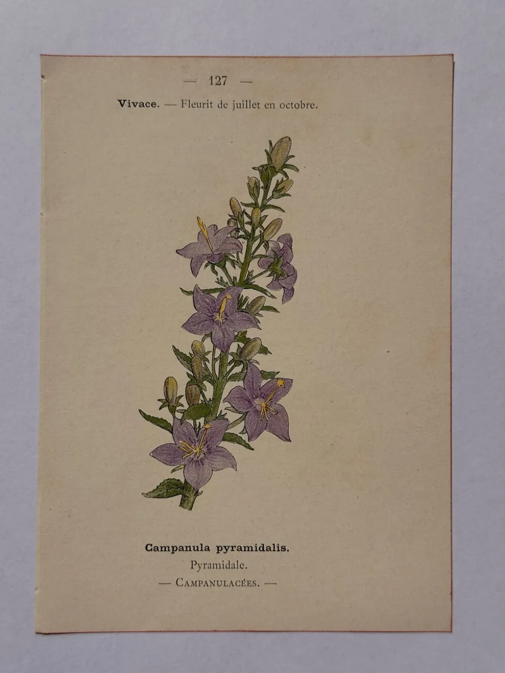 Gravure botanique 19eme siècle affiche naturaliste fleur Française vin