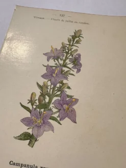 Gravure botanique 19eme siècle affiche naturaliste fleur Française vin