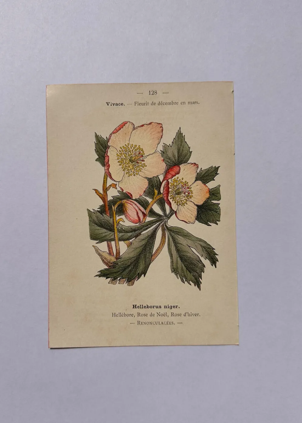 Gravure botanique 19eme siècle affiche naturaliste fleur Française vin