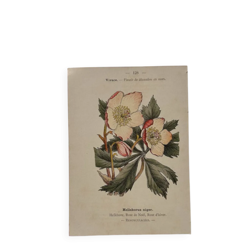 Gravure botanique 19eme siècle affiche naturaliste fleur Française vin