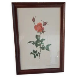 Gravure botanique encadrée — Rose Montezuma par Lotte Günthart, 1976