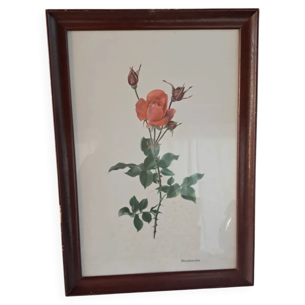 Gravure botanique encadrée — Rose Montezuma par Lotte Günthart, 1976