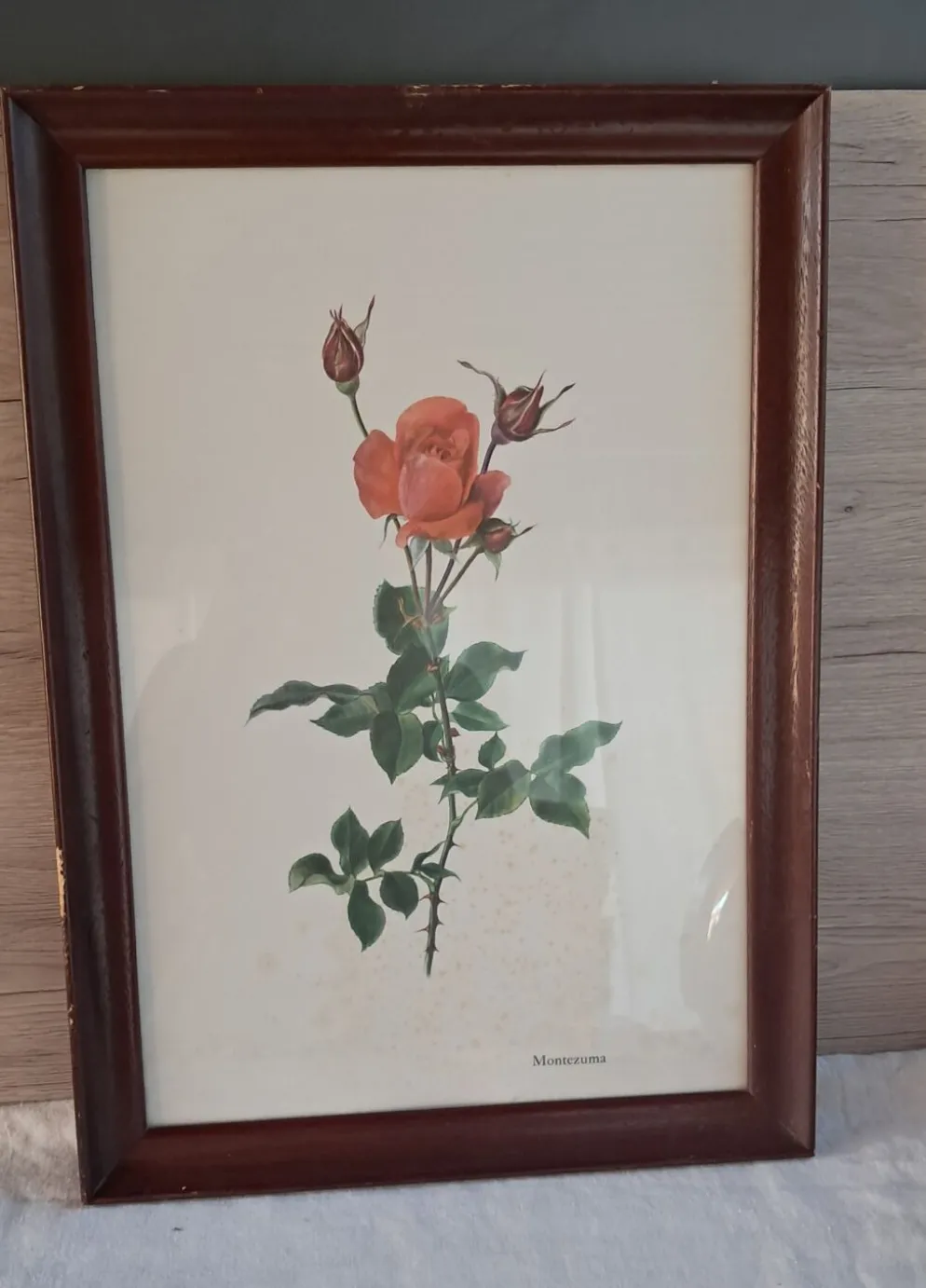 Gravure botanique encadrée — Rose Montezuma par Lotte Günthart, 1976