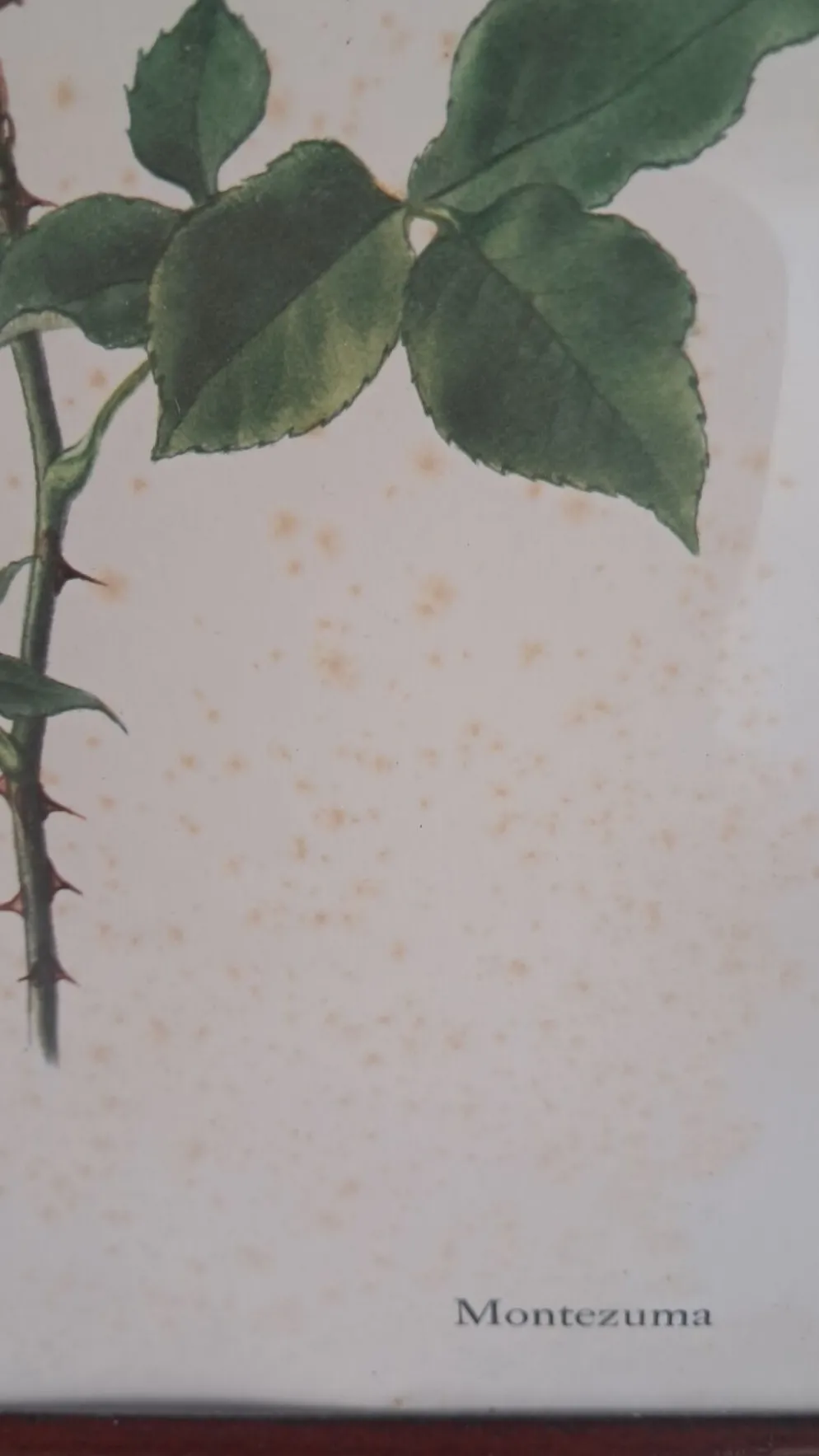 Gravure botanique encadrée — Rose Montezuma par Lotte Günthart, 1976