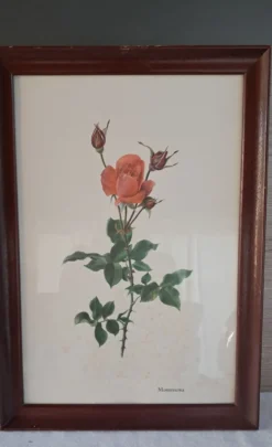 Gravure botanique encadrée — Rose Montezuma par Lotte Günthart, 1976