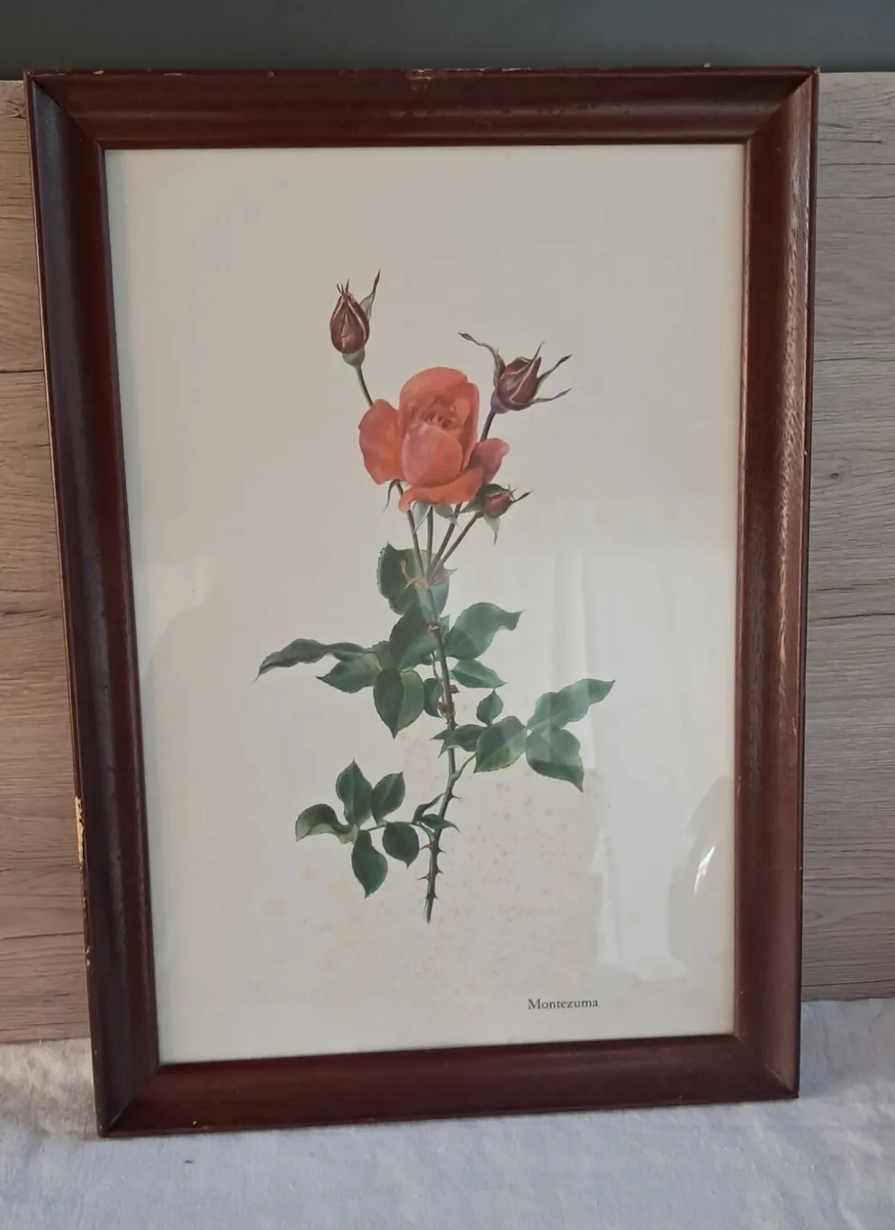 Gravure botanique encadrée — Rose Montezuma par Lotte Günthart, 1976