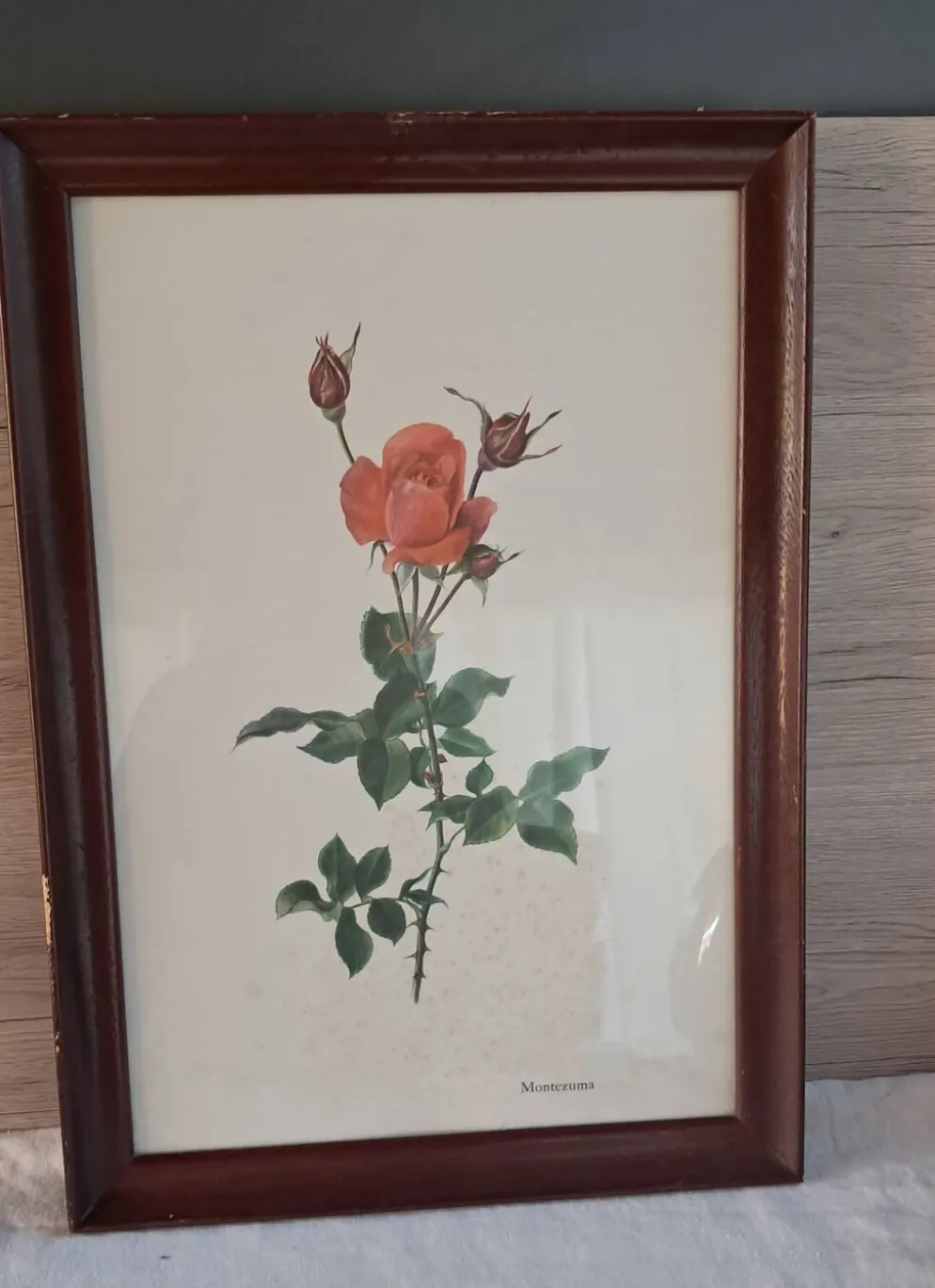 Gravure botanique encadrée — Rose Montezuma par Lotte Günthart, 1976