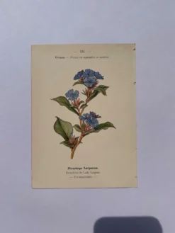 Gravure botanique 1800 Litho Naturaliste Fleur Française 19eme affiche