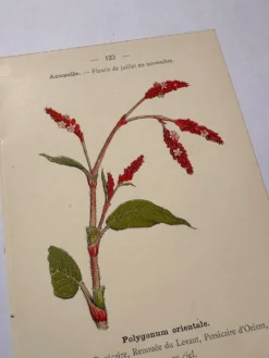 Gravure botanique 1800 Litho Naturaliste Fleur Française 19eme affiche