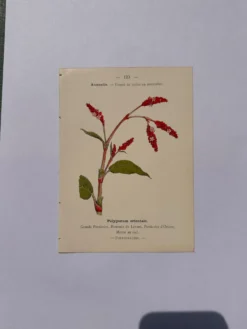 Gravure botanique 1800 Litho Naturaliste Fleur Française 19eme affiche