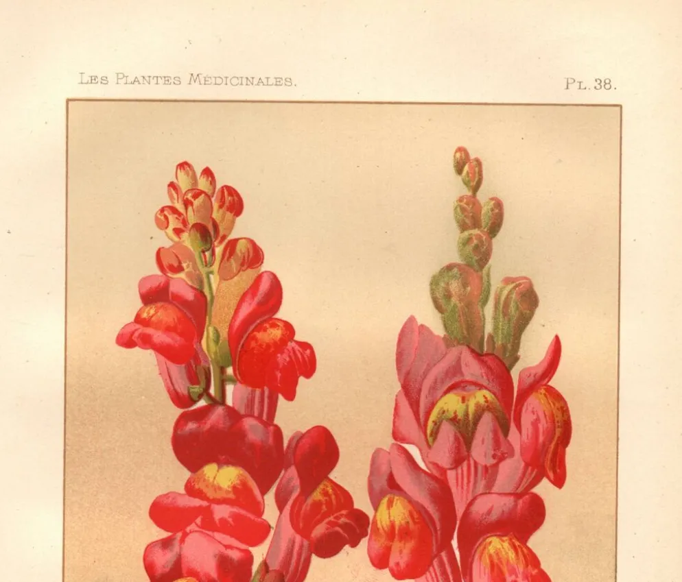 Gravure botanique - 1889 - Muflier - Illustration ancienne de fleur rouge