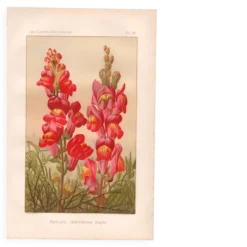 Gravure botanique - 1889 - Muflier - Illustration ancienne de fleur rouge