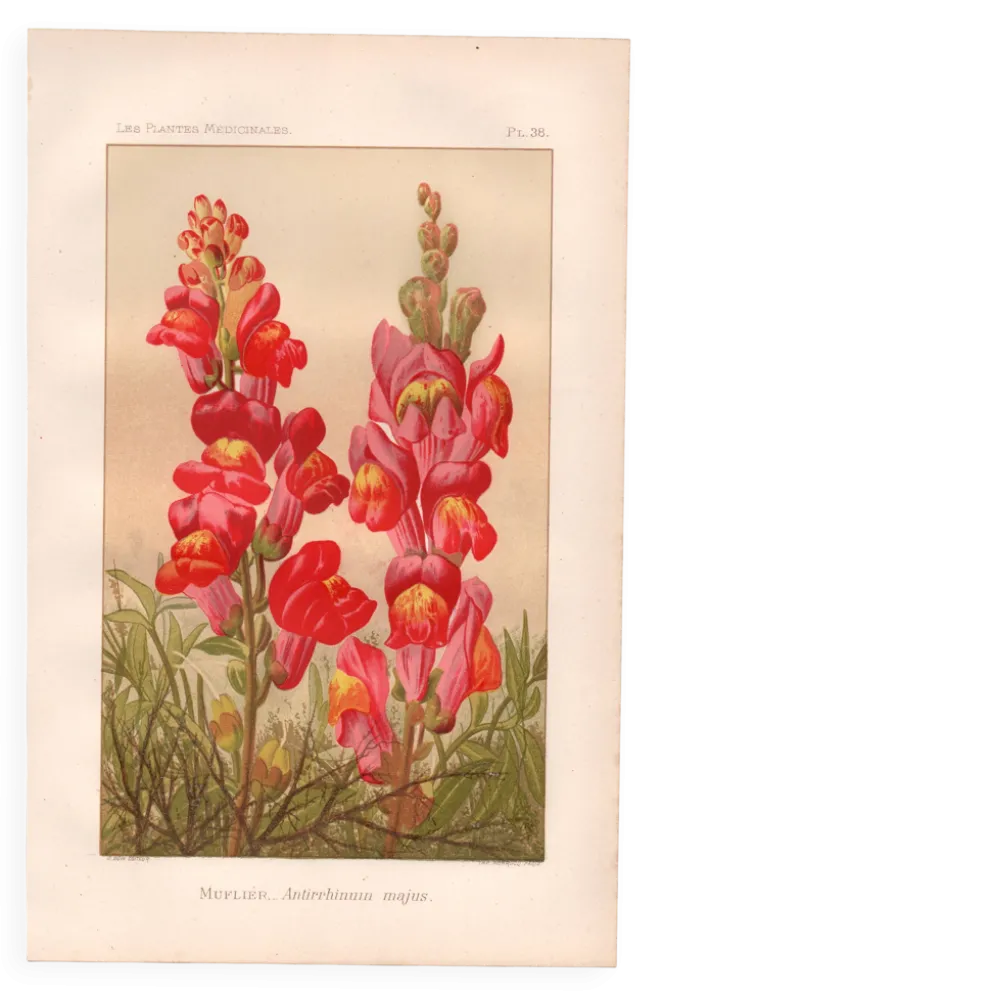 Gravure botanique - 1889 - Muflier - Illustration ancienne de fleur rouge