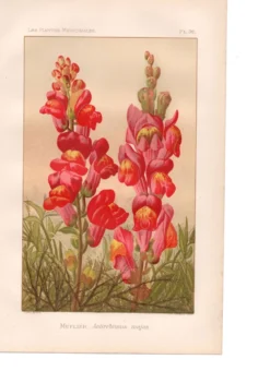Gravure botanique - 1889 - Muflier - Illustration ancienne de fleur rouge