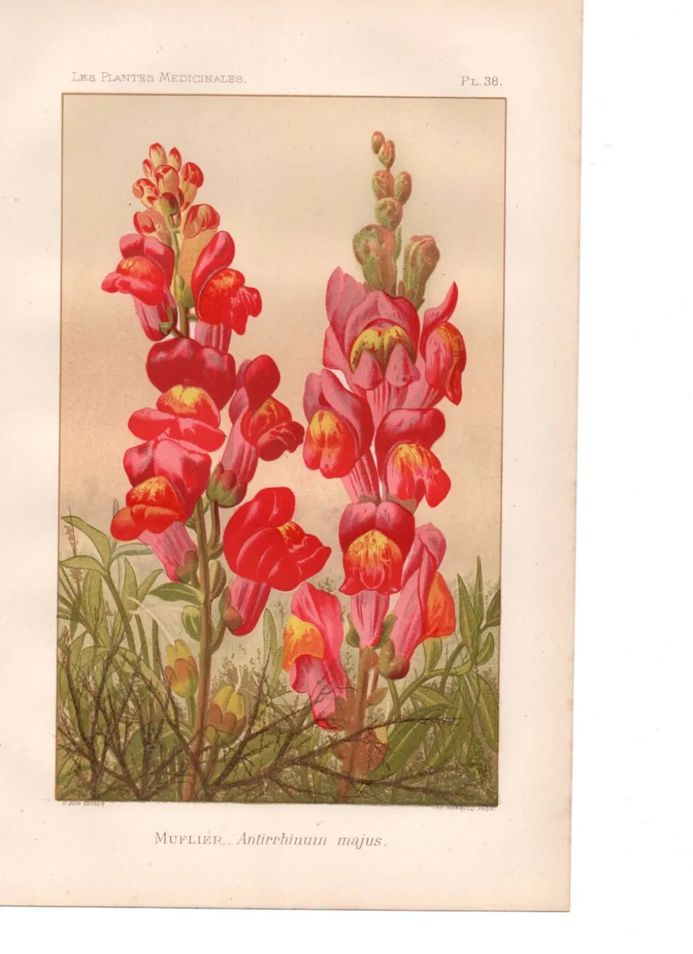 Gravure botanique - 1889 - Muflier - Illustration ancienne de fleur rouge