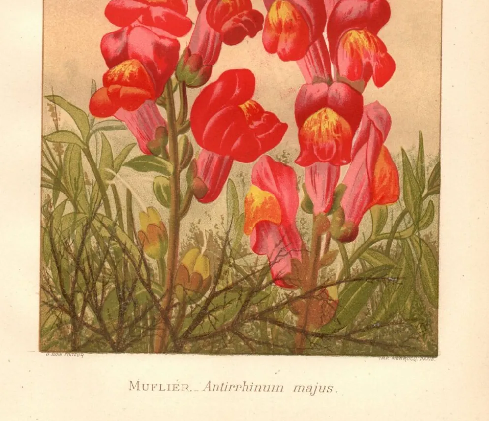 Gravure botanique - 1889 - Muflier - Illustration ancienne de fleur rouge