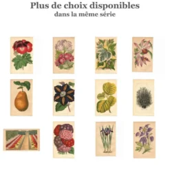 Gravure Botanique 1871 - Orchidée Thunia - Fleur, Lithographie ancienne