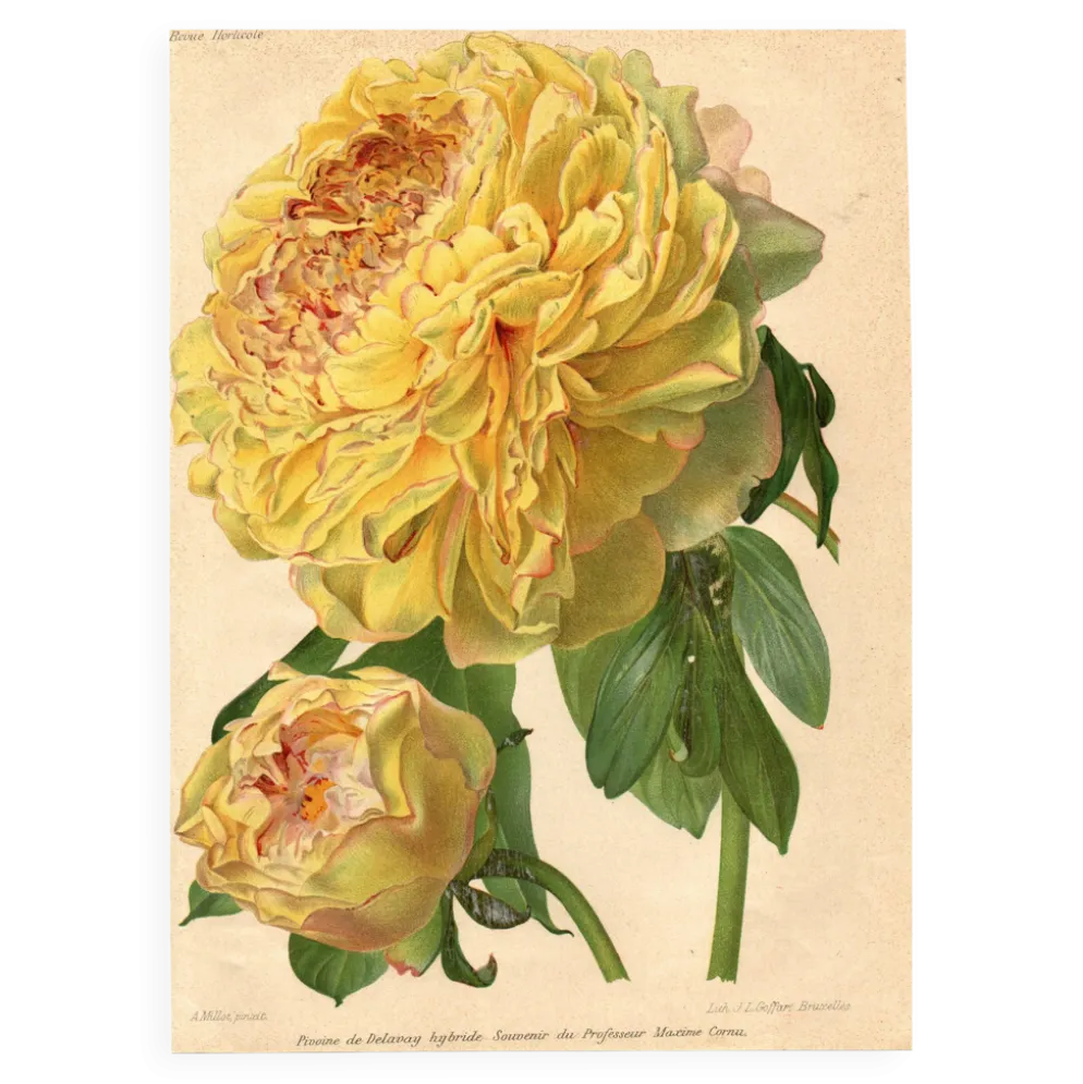 Gravure Botanique 1911 - Pivoine jaune par A. Millot - Fleur, Lithographie