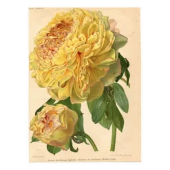 Gravure Botanique 1911 - Pivoine jaune par A. Millot - Fleur, Lithographie
