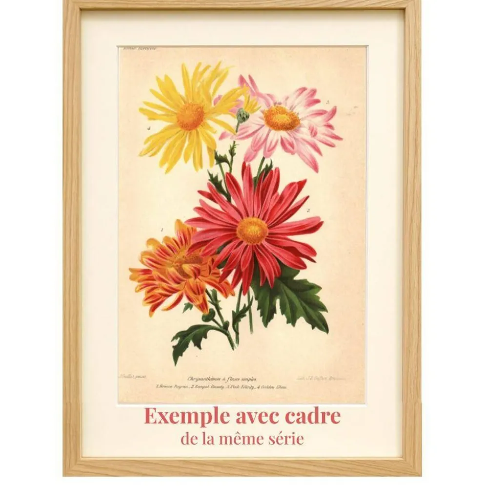 Gravure Botanique 1911 - Pivoine jaune par A. Millot - Fleur, Lithographie