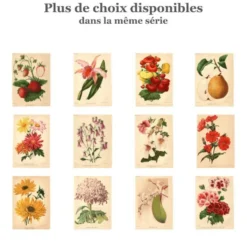 Gravure Botanique 1911 - Pivoine jaune par A. Millot - Fleur, Lithographie