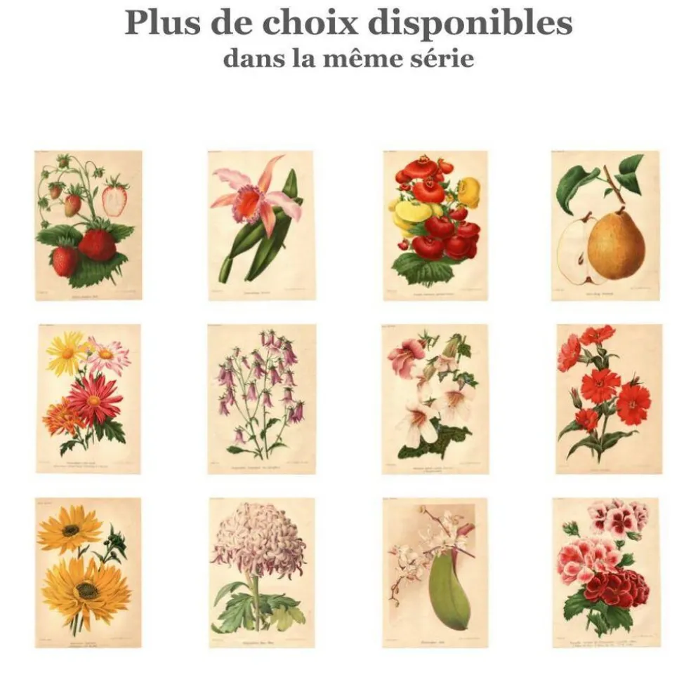 Gravure Botanique 1911 - Pivoine jaune par A. Millot - Fleur, Lithographie