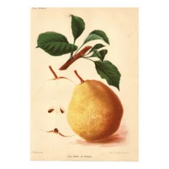 Gravure Botanique 1911 - Poire de Beaupry par Guillot