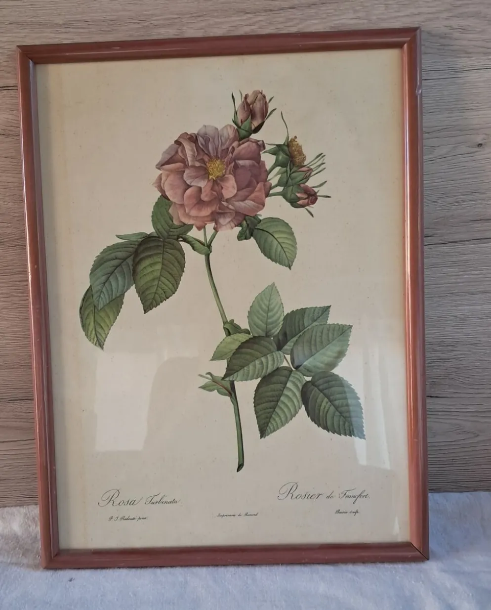 Gravure botanique Rosa Turbinata d'après Redouté — Cadre bois vintage