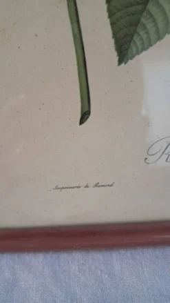 Gravure botanique Rosa Turbinata d'après Redouté — Cadre bois vintage