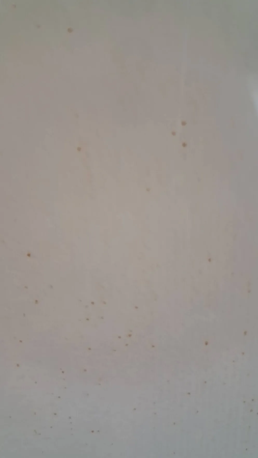 Gravure botanique Rosa Turbinata d'après Redouté — Cadre bois vintage
