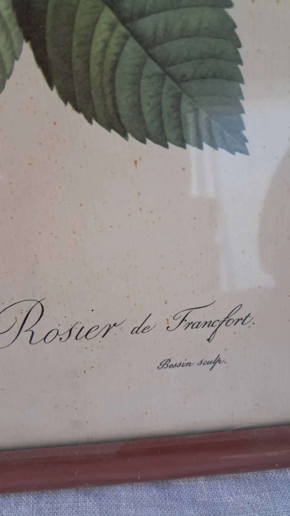 Gravure botanique Rosa Turbinata d'après Redouté — Cadre bois vintage