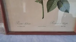 Gravure botanique Rosa Turbinata d'après Redouté — Cadre bois vintage
