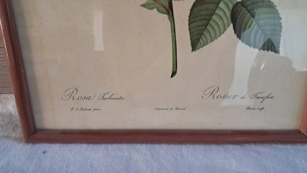 Gravure botanique Rosa Turbinata d'après Redouté — Cadre bois vintage