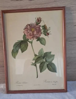 Gravure botanique Rosa Turbinata d'après Redouté — Cadre bois vintage