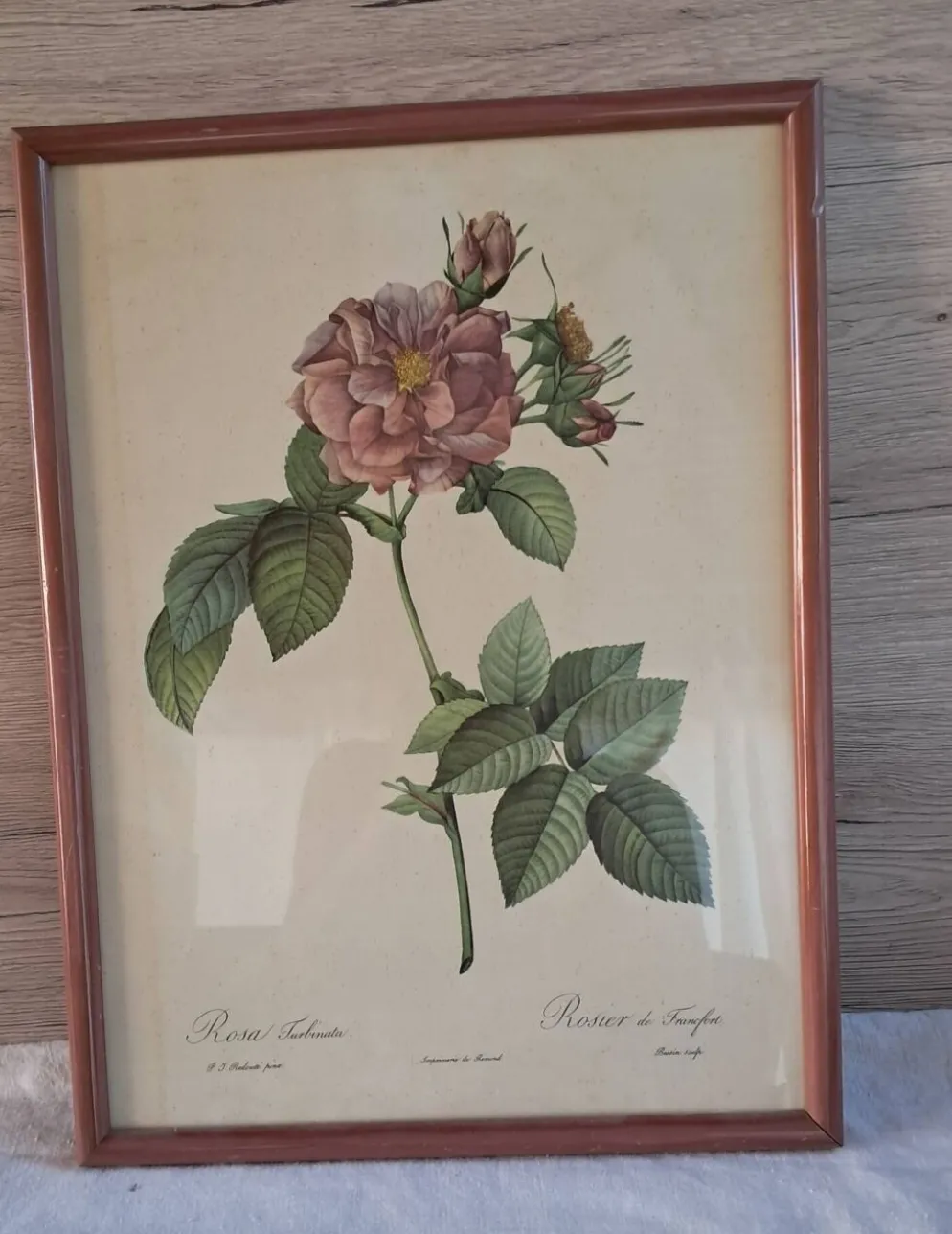 Gravure botanique Rosa Turbinata d'après Redouté — Cadre bois vintage