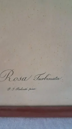 Gravure botanique Rosa Turbinata d'après Redouté — Cadre bois vintage