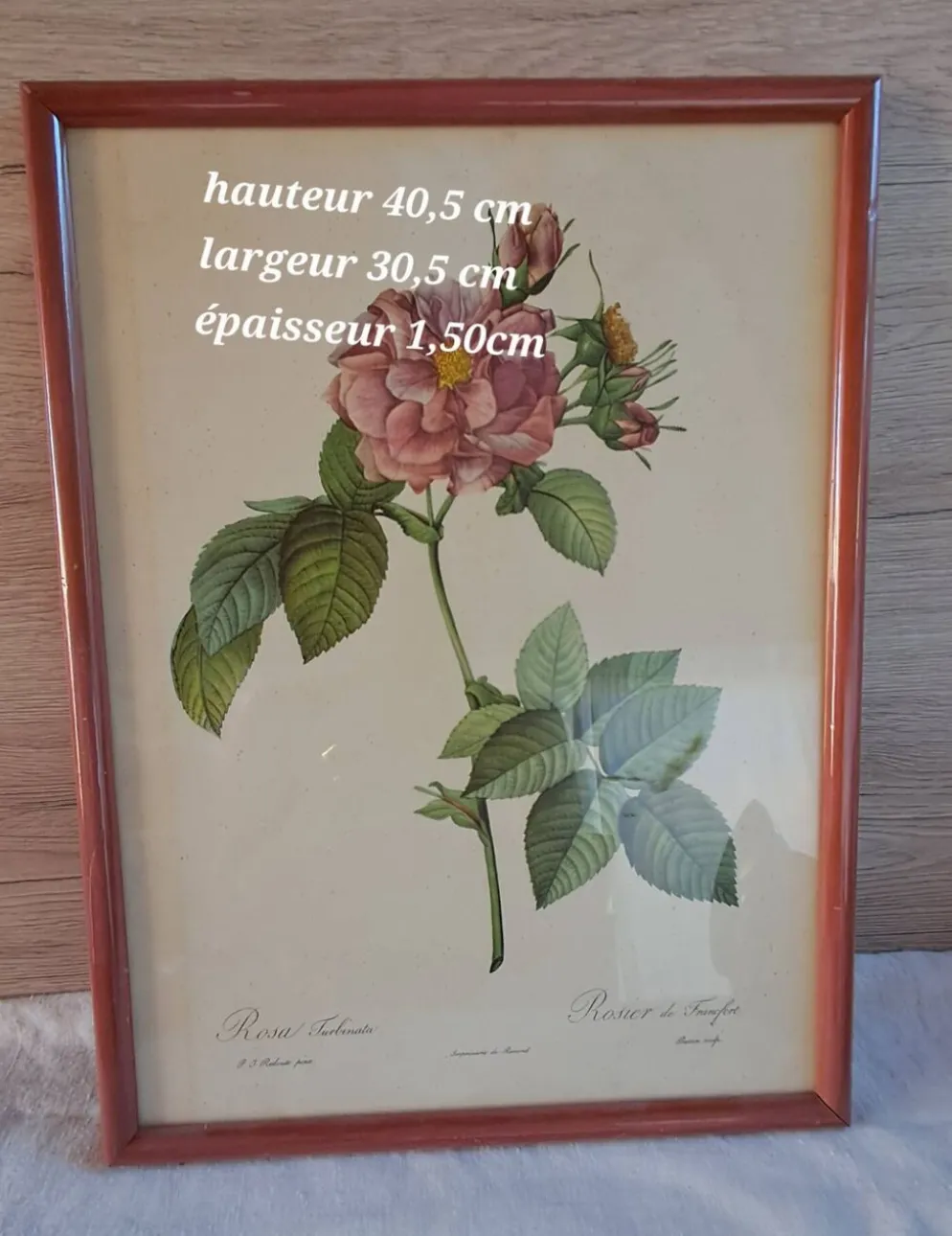 Gravure botanique Rosa Turbinata d'après Redouté — Cadre bois vintage