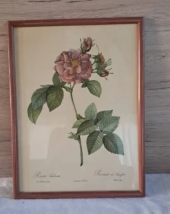 Gravure botanique Rosa Turbinata d'après Redouté — Cadre bois vintage
